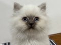 2 aylık yavru British longhair