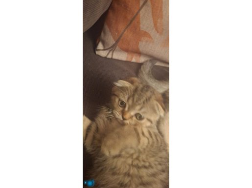 Sevgiyle bakacak yuva arıyoruz