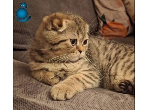 İki aylık scottish tabby ler