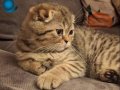 İki aylık scottish tabby ler