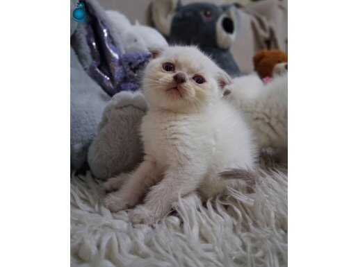 Minik oyuncu bebekler yeni yuvalarını arıyor