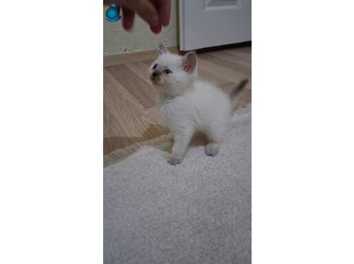 Minik bebişimiz yeni yuvasını arıyor 