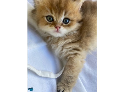 British Longhair Golden Dişi Yavrumuz 