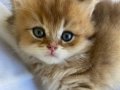 British Longhair Golden Dişi Yavrumuz 