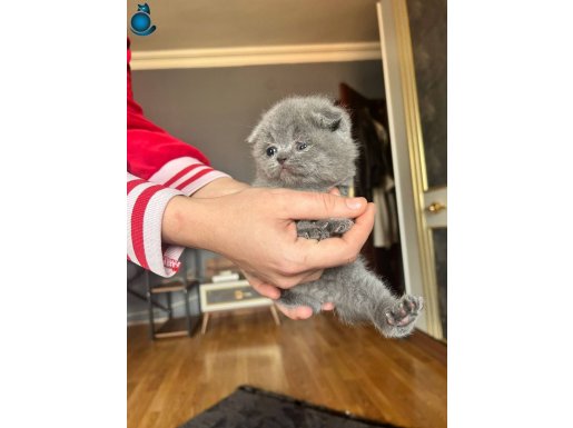 Tüy yumağı bebeklere yuva