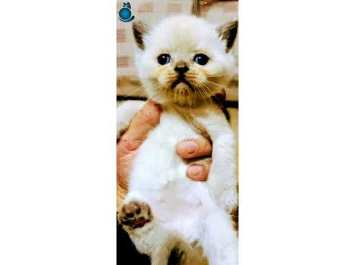 2 Aylik secereli British Blue Point 4 Adet Yavru.