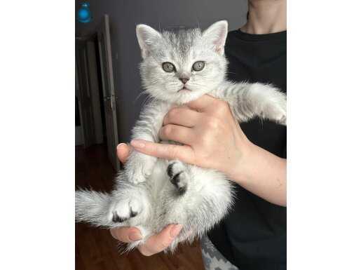 Scottish Straight Yavrular 