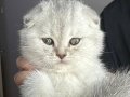 Mükemmel  Yavru 2.5 Aylık Scottish Fold Erkek