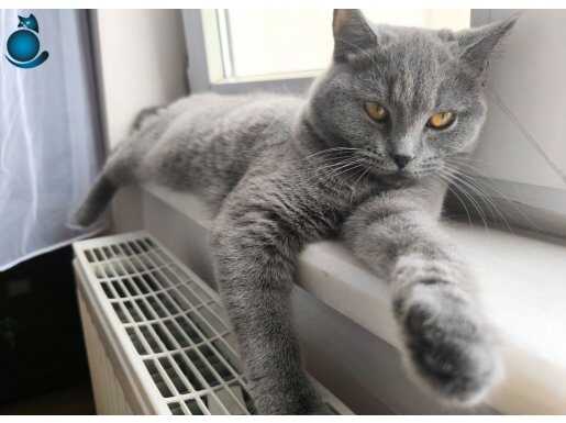 prensese yuva aranıyor 