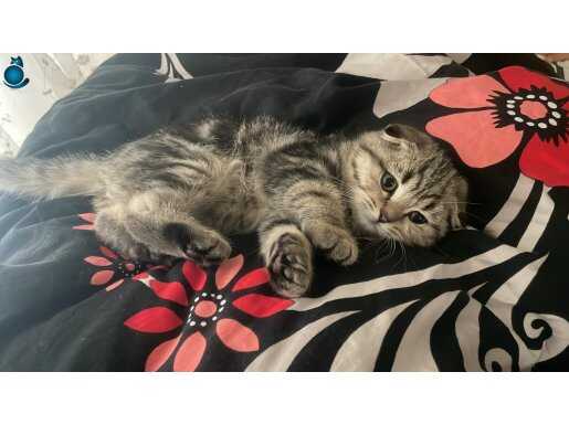 Minik yavru evini arıyor 