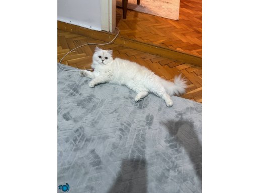 Ücretsiz iyi bir aileye sahiplendirilecek long hair 