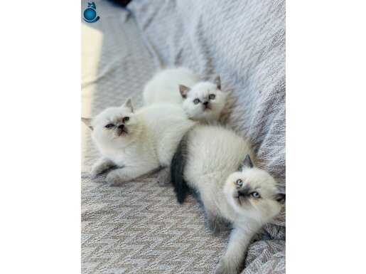 SAFKAN BLUEPOİNT BEBEKLER