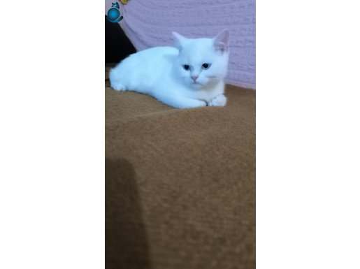 Shorthair beyaz yavru kedi