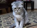 Scottish fold sahiplendirme