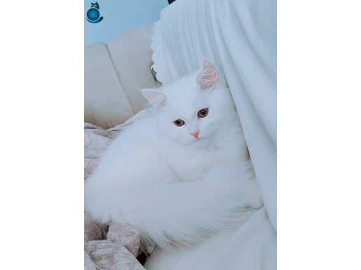  9 aylık uzun tüylü tamamen bembeyaz çok uysal ev kedisi