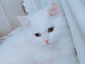  9 aylık uzun tüylü tamamen bembeyaz çok uysal ev kedisi