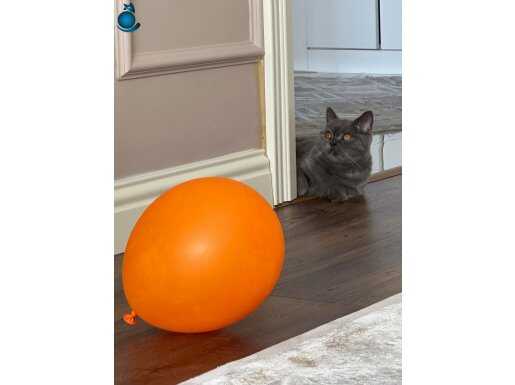 9 aylık kızımıza yeni yuva 