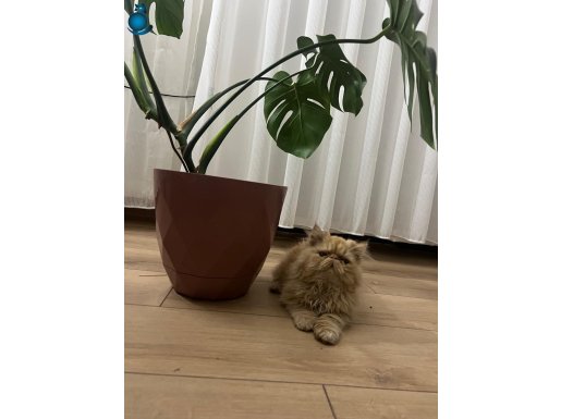 3 Aylık Sevimli iranımız 