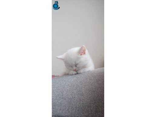 Bebek british shorthair