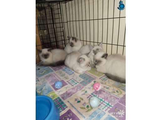 British Bluepoint yavrularımız 