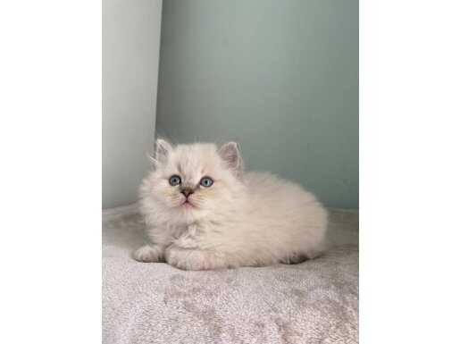 İzmir Bornova'da Tuvalet Eğitimi Hazır Safkan British Longhair Erkek