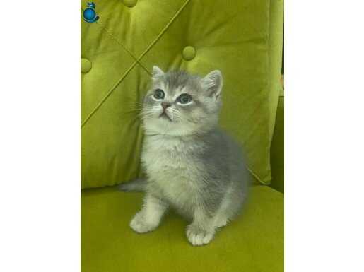 Gümüş Tüylü British Shorthair Yavrumuz Yeni Yuvasını Bekliyor