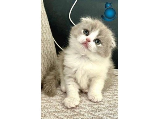 SCOTTİSH FOLD BİCOLOR DİSİ BEBEGİMİZ