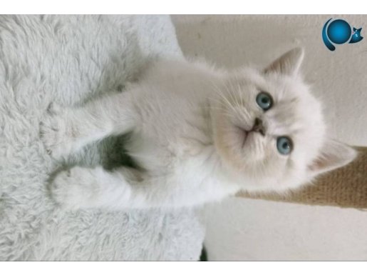 British shortahir gri ve bay kardeşler 