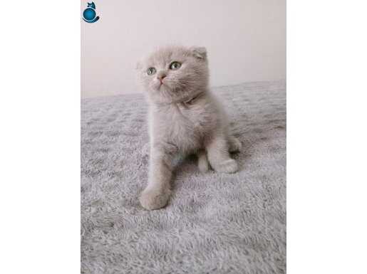 Ev Sıcaklığında Büyümüş Sosyal Scottish Fold Bebek