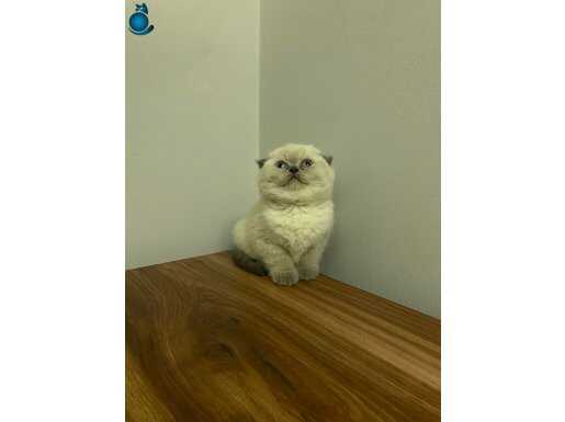 SIFIR KULAK TOP KAFA BEBEK