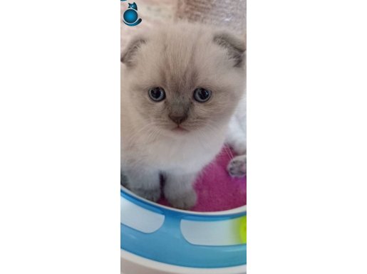 SCOTTİSH FOLD ERKEK VE DİSİ 