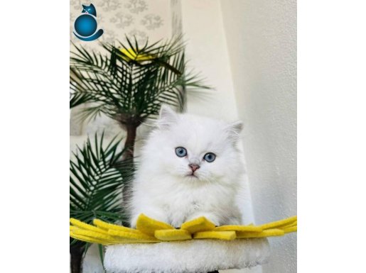 Britsh longahir safkan erkek