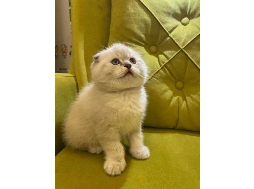  ERKEK GUZELİ SCOTTİSH FOLD