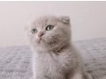 Ev Sıcaklığında Büyümüş Sosyal Scottish Fold Bebek