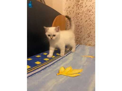 Annesi de babası da bizim kedimiz saf kan