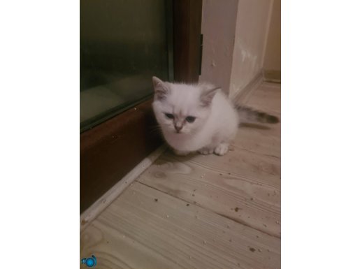 Anne babası kendi kedim üç yavru