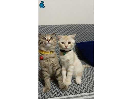 Bir disi erkek olmak uzere scottish fold kedimi sahiblendirm