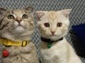 Bir disi erkek olmak uzere scottish fold kedimi sahiblendirm