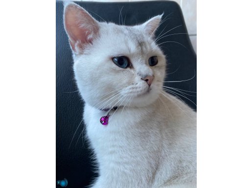 Uysal Beyfendi Ücretsiz Sahiplendirme