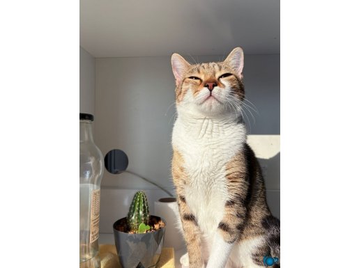 KADER YENİ KADERİNİ ARIYOR DİŞİ KEDİ