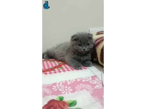 Scottish yuvasını arıyor