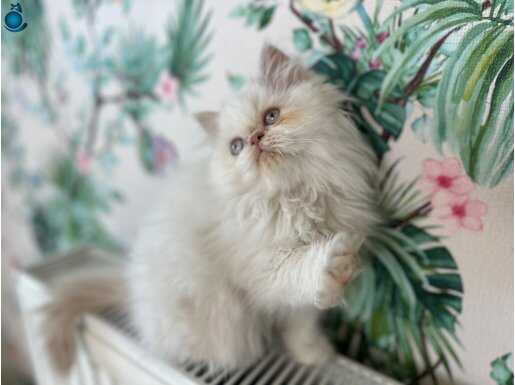 Dünya güzeli Persian bebek.