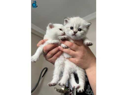 Safkan British Shorthair yavrular 40 günlük 