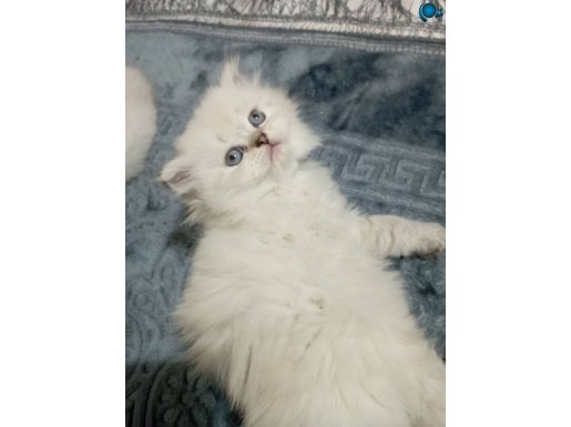 Sevimli Oyuncu british Shorthair 