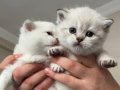 Safkan British Shorthair yavrular 40 günlük 