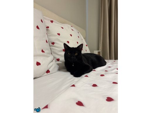 5-6 aylık kedime yuva arıyorum