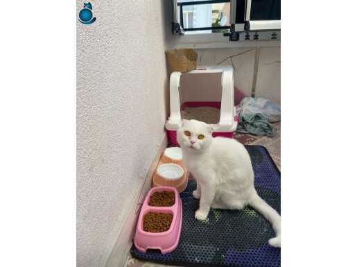 Yeni sahibini arıyor