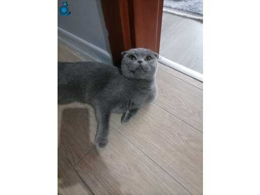 British Shorthair Çok Sakin Uysal Bi Kedi