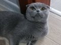 British Shorthair Çok Sakin Uysal Bi Kedi