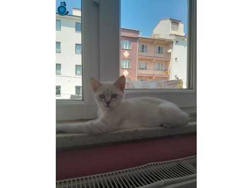 Kedimin tuvalet eğitimi vardır